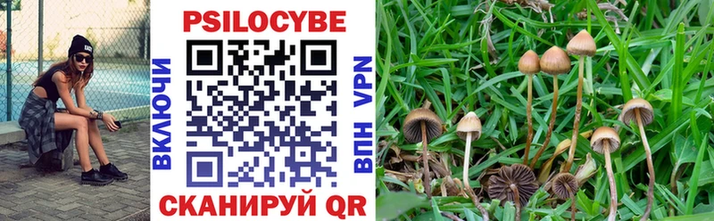 Галлюциногенные грибы Psilocybe  закладка  Андреаполь 